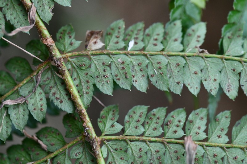 Polystichum mickelii