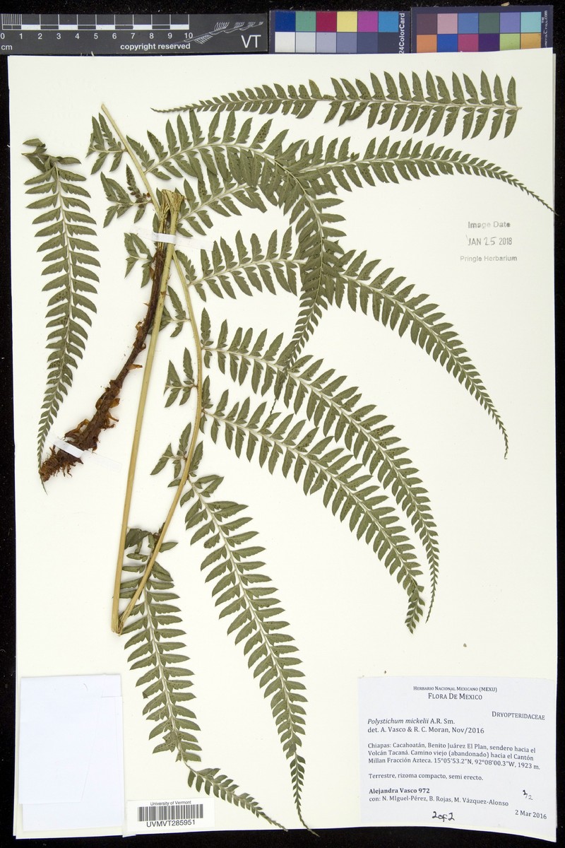 Polystichum mickelii photo 2