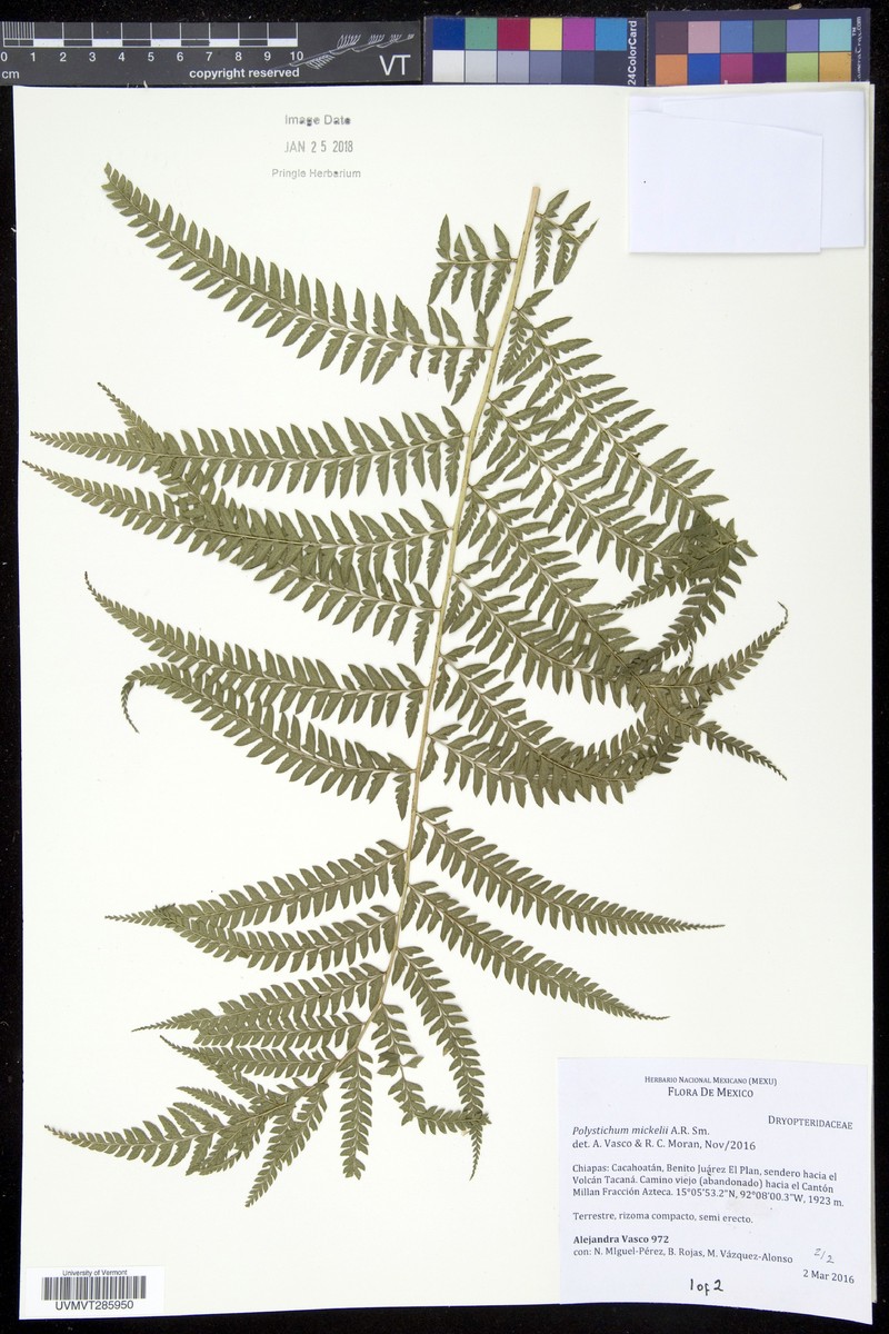 Polystichum mickelii photo 3