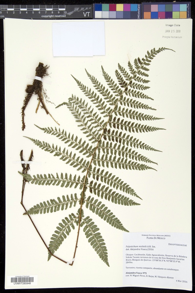 Polystichum mickelii photo 4