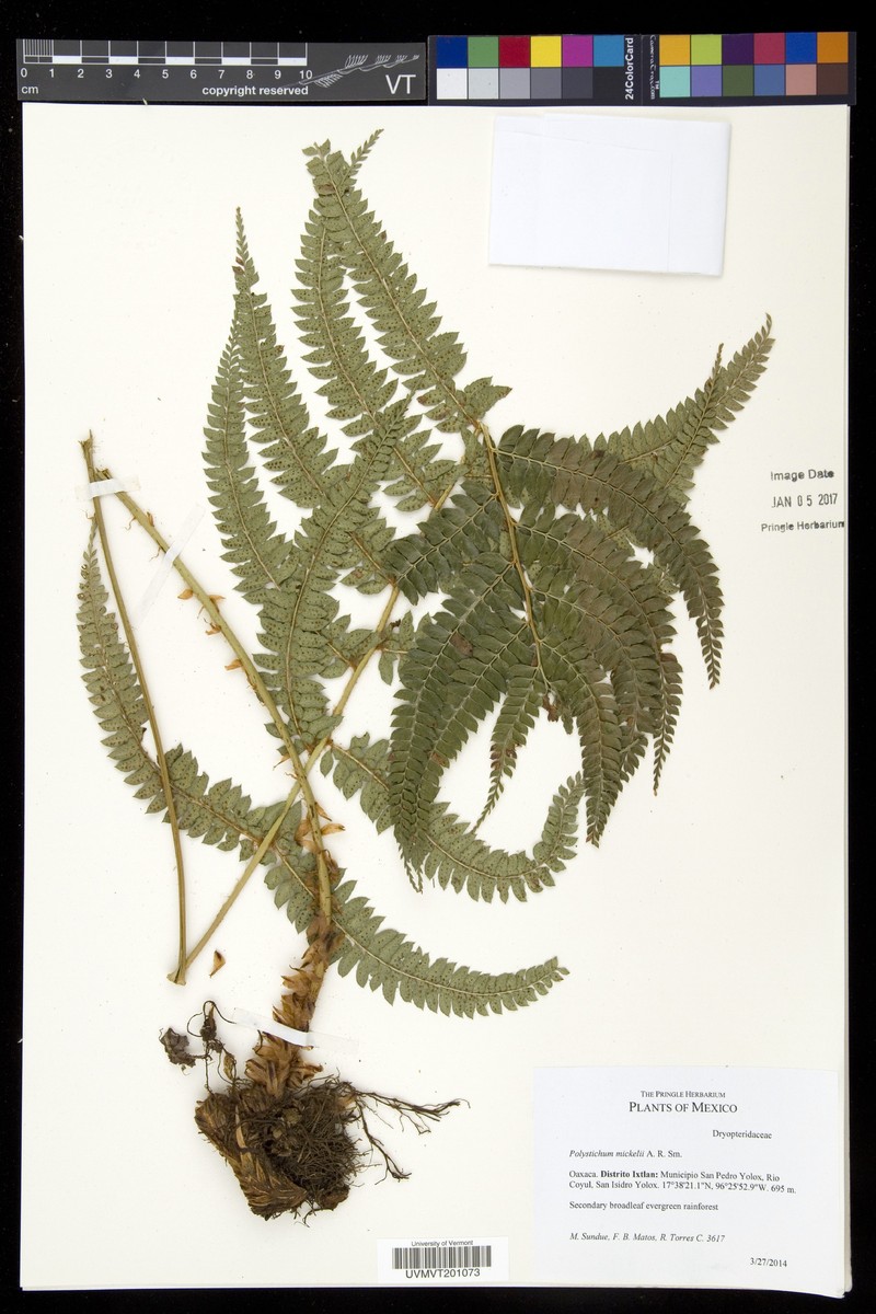 Polystichum mickelii photo 5