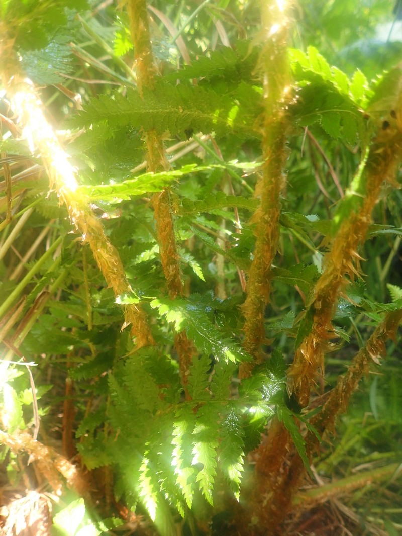 Attu Hollyfern
