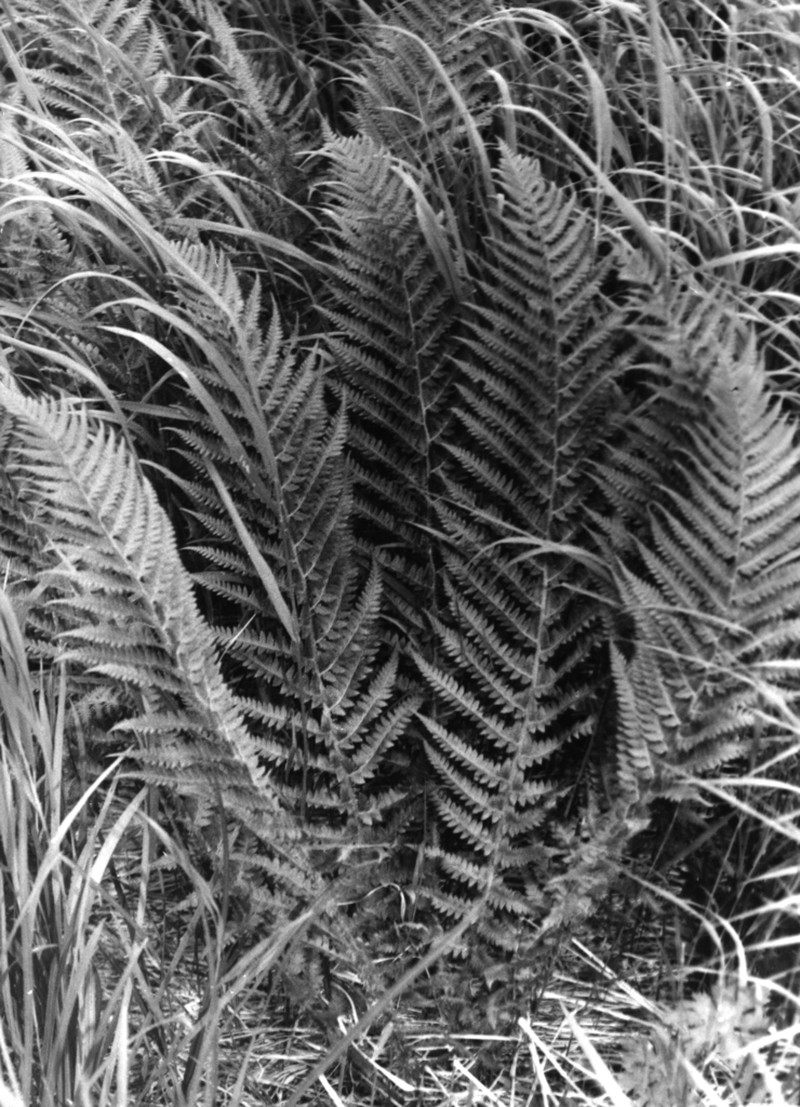 Attu Hollyfern photo 2