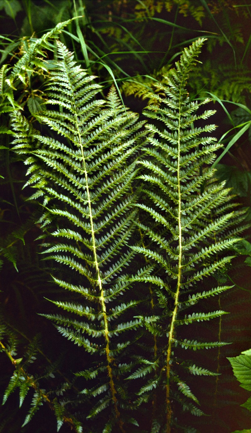 Attu Hollyfern photo 5