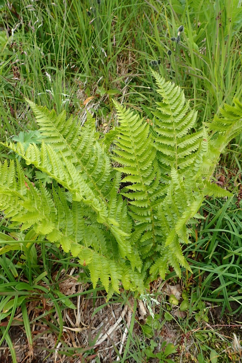 Attu Hollyfern photo 8