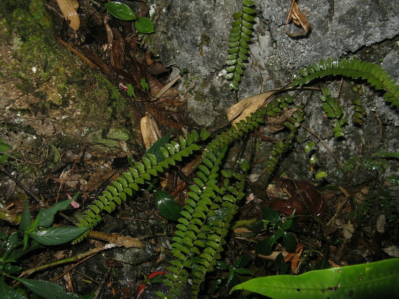 Polystichum minimum photo 2