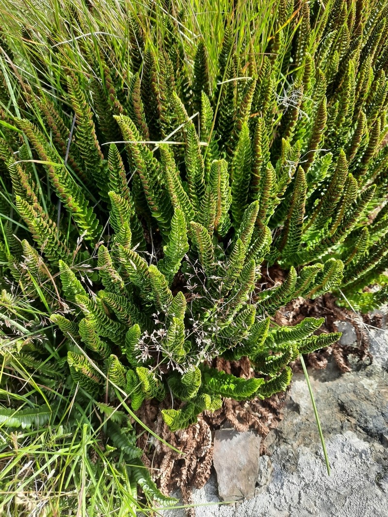 Polystichum mohrioides