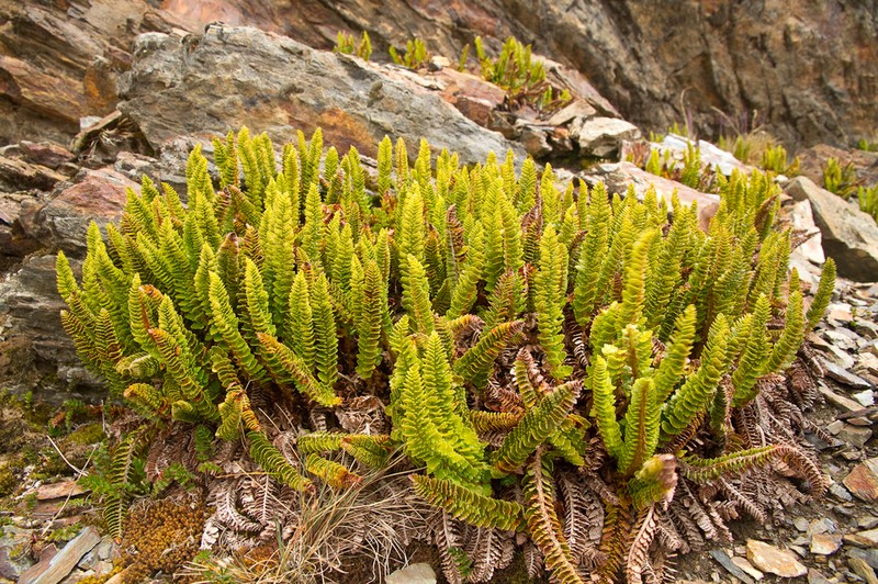 Polystichum mohrioides photo 2