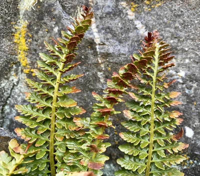 Polystichum mohrioides photo 3
