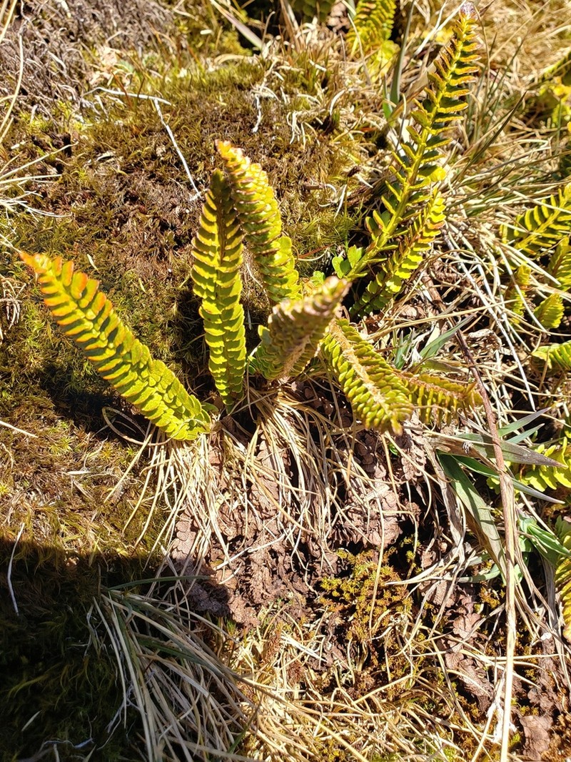 Polystichum mohrioides photo 4