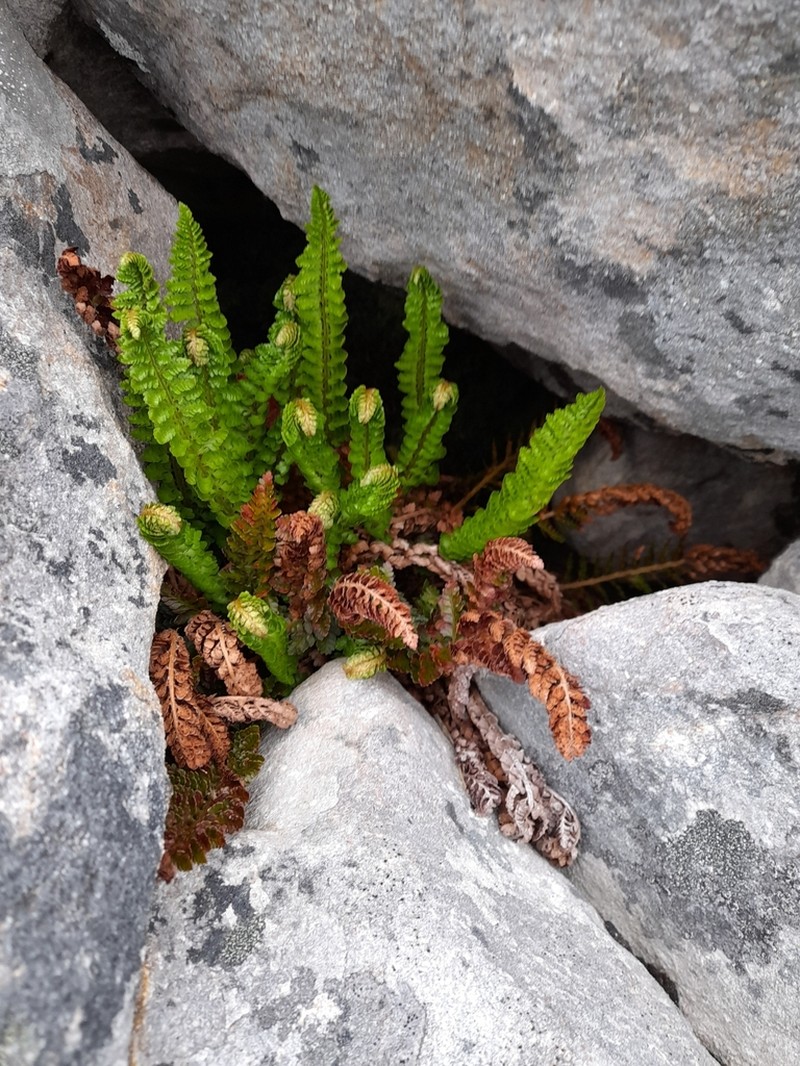 Polystichum mohrioides photo 5