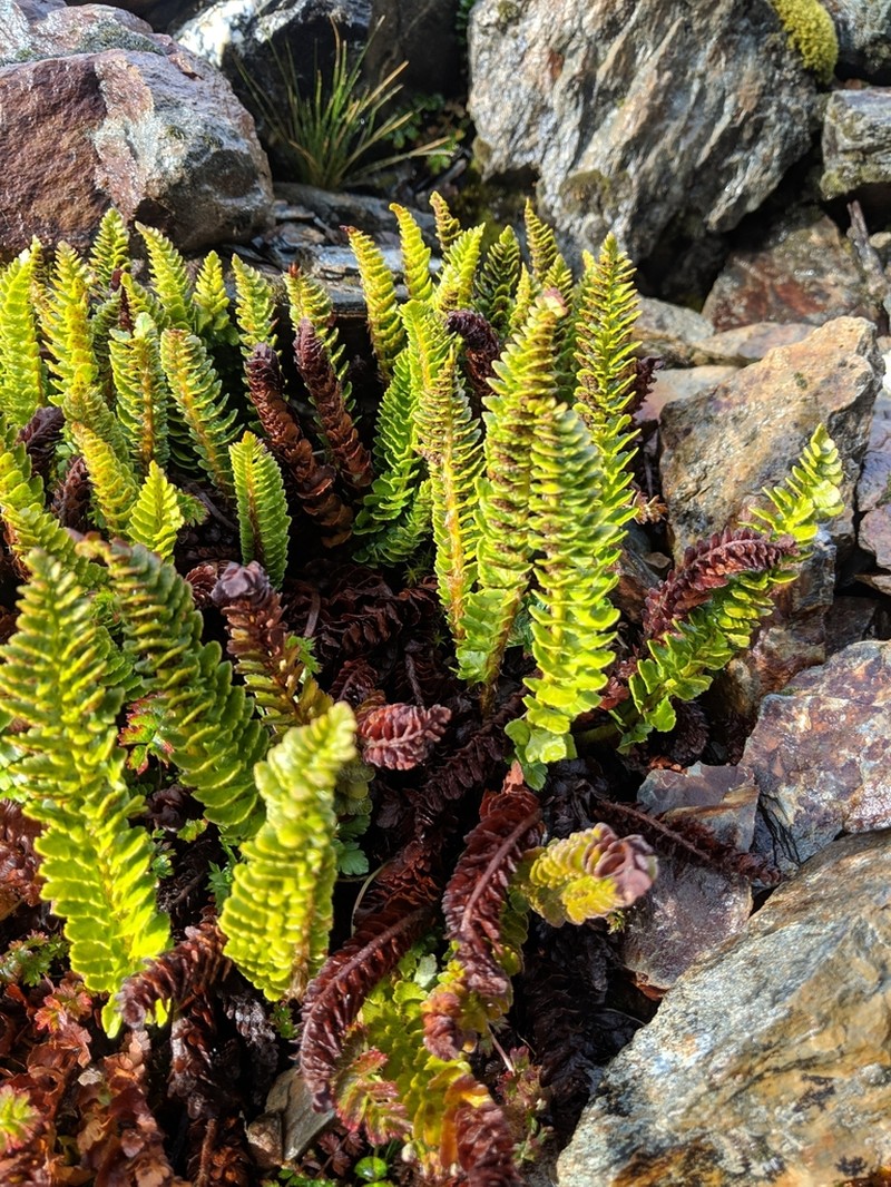 Polystichum mohrioides photo 6