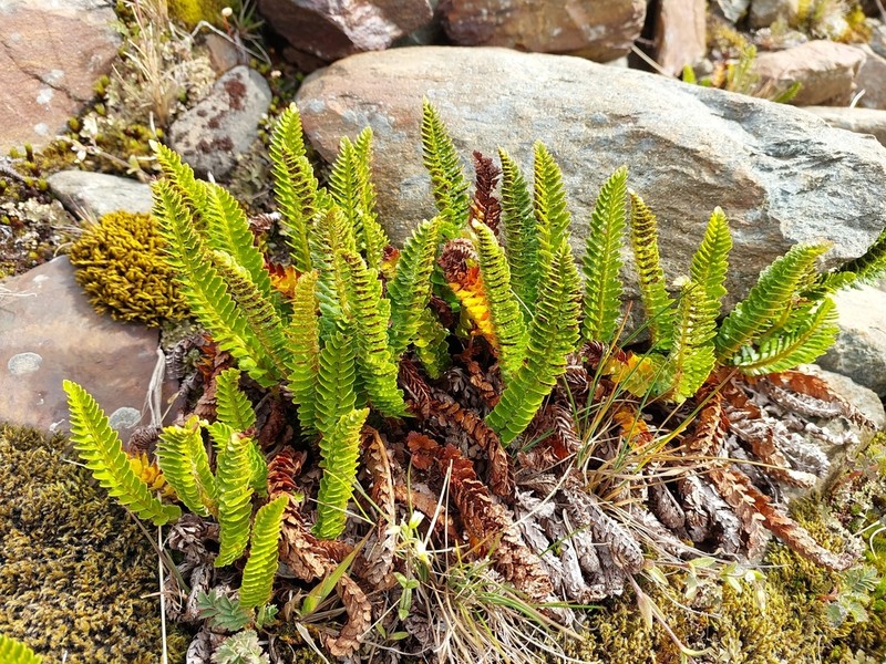 Polystichum mohrioides photo 7