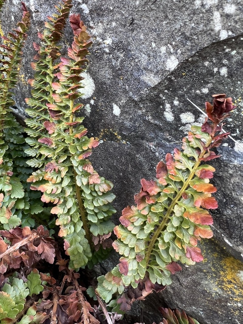 Polystichum mohrioides photo 8