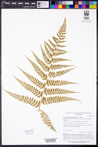 Polystichum moluccense