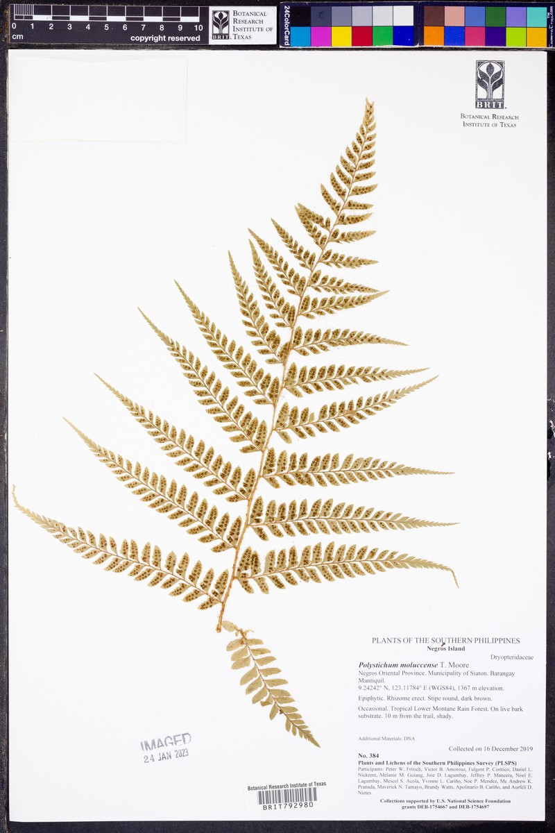 Polystichum moluccense