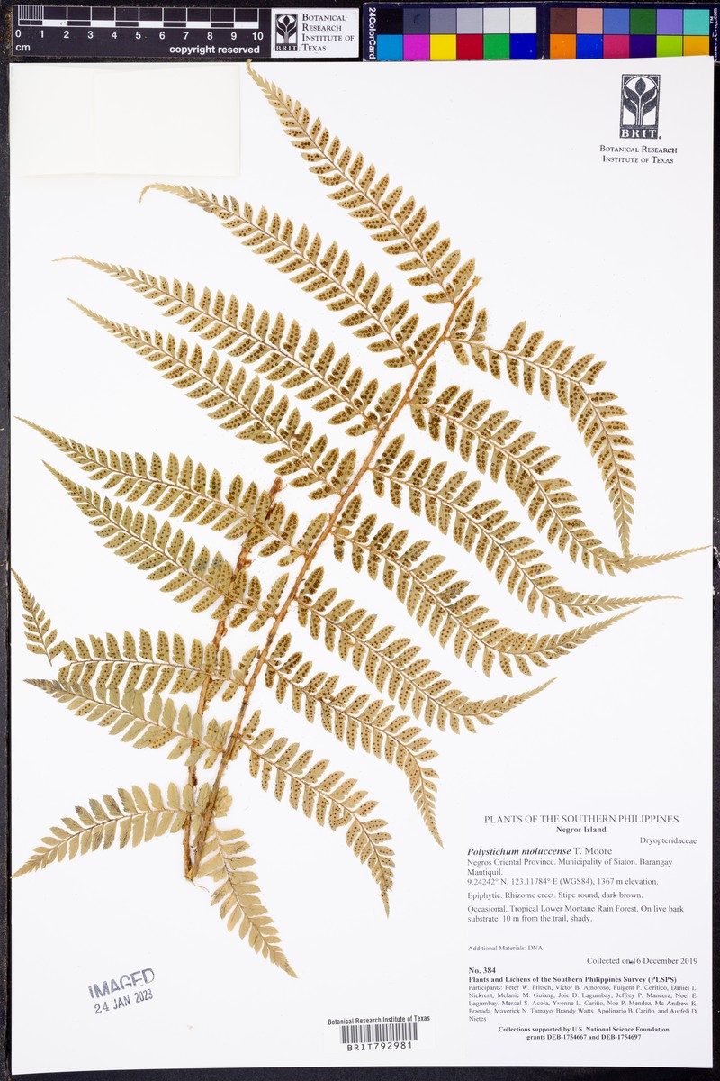Polystichum moluccense photo 2