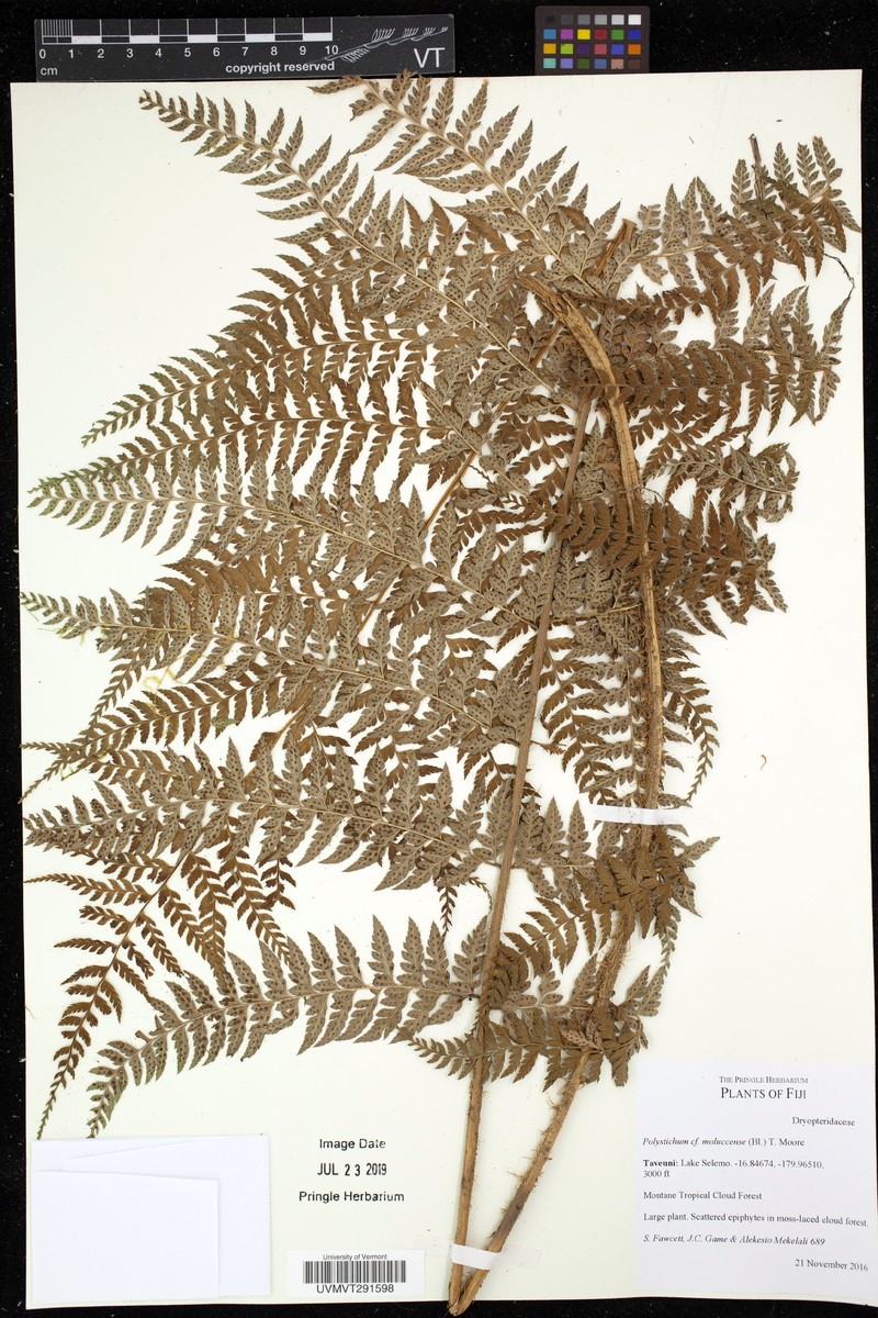Polystichum moluccense photo 3