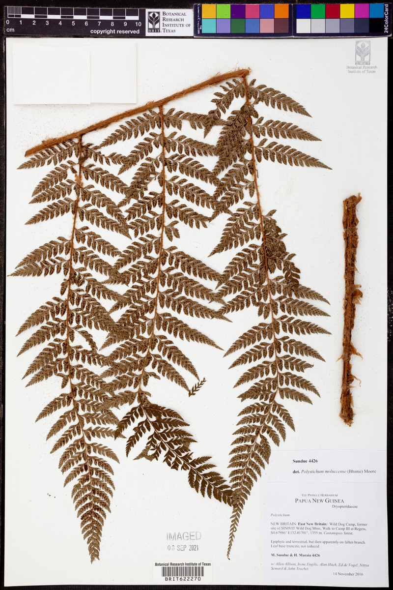 Polystichum moluccense photo 4
