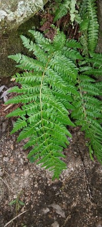 Polystichum montevidense