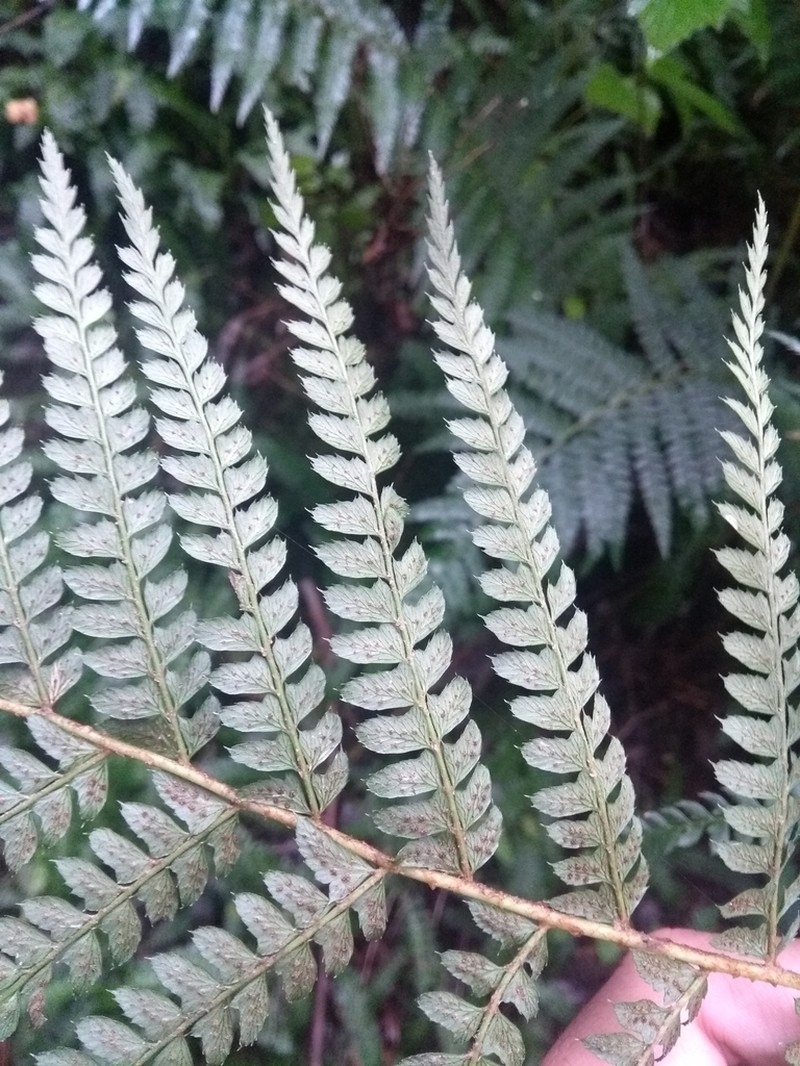 Polystichum montevidense photo 2