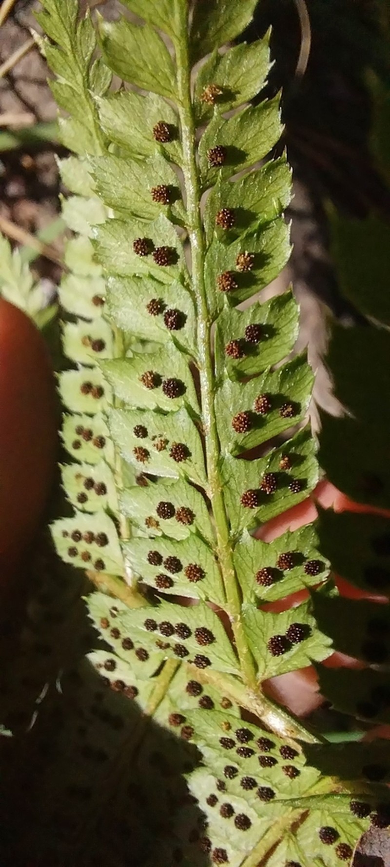Polystichum montevidense photo 3