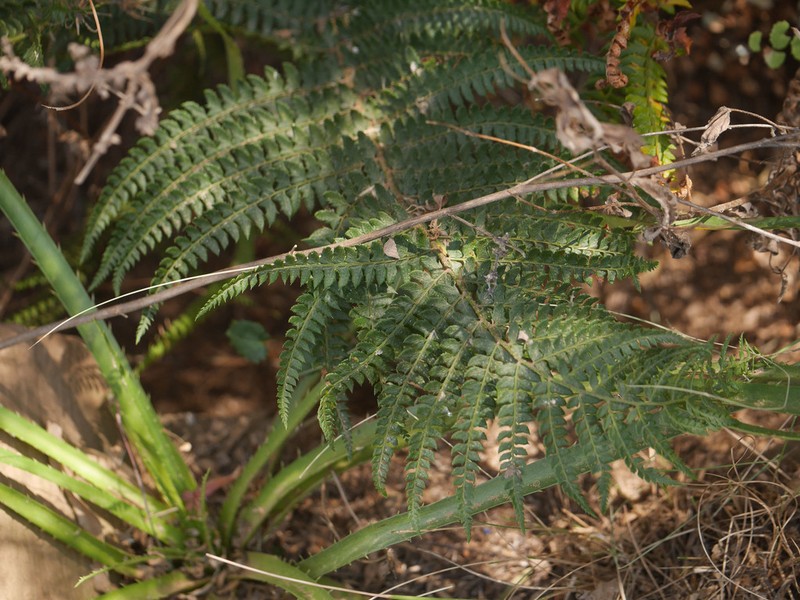 Polystichum montevidense photo 4