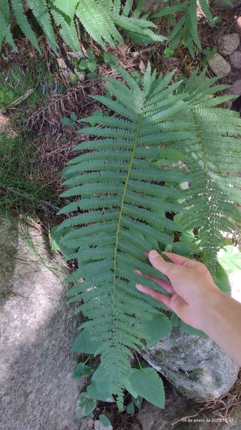 Polystichum montevidense photo 5