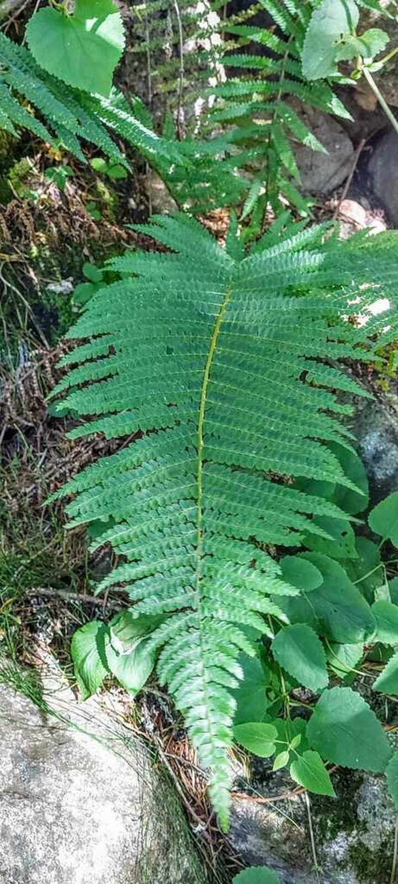 Polystichum montevidense photo 6