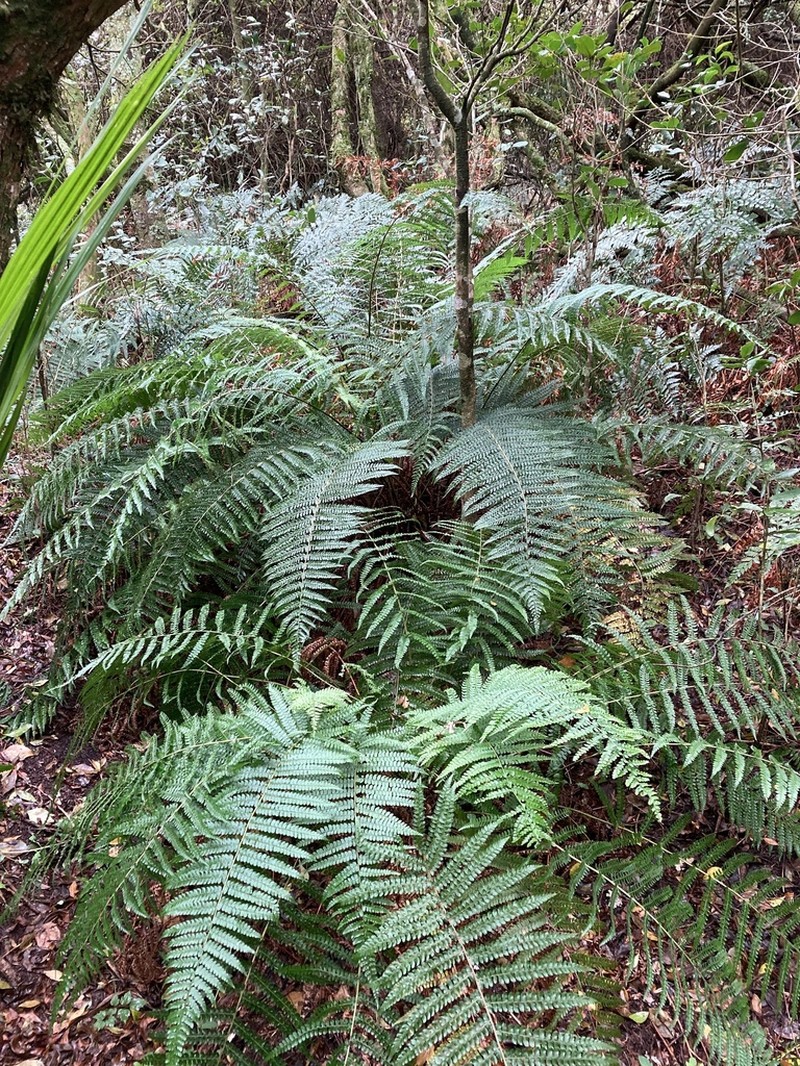 Polystichum montevidense photo 7