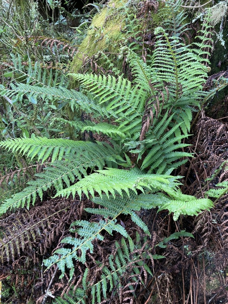 Polystichum montevidense photo 8