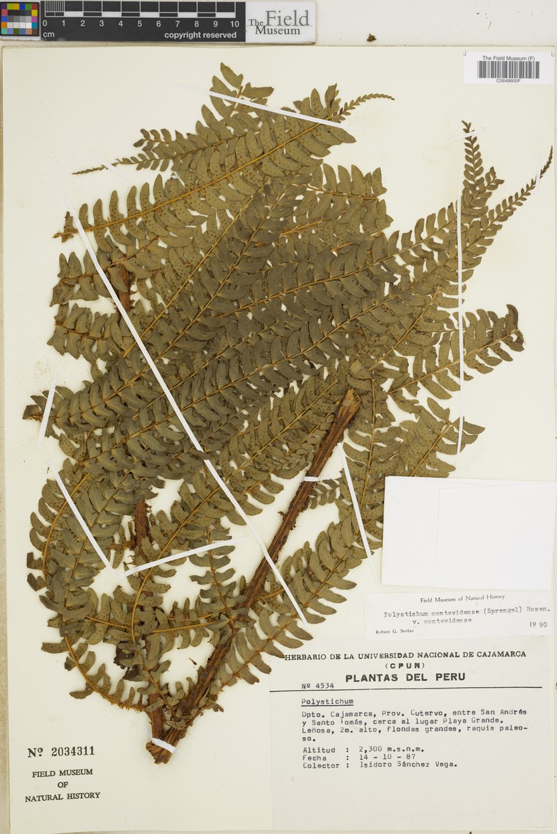 Polystichum montevidense var. montevidense photo 2