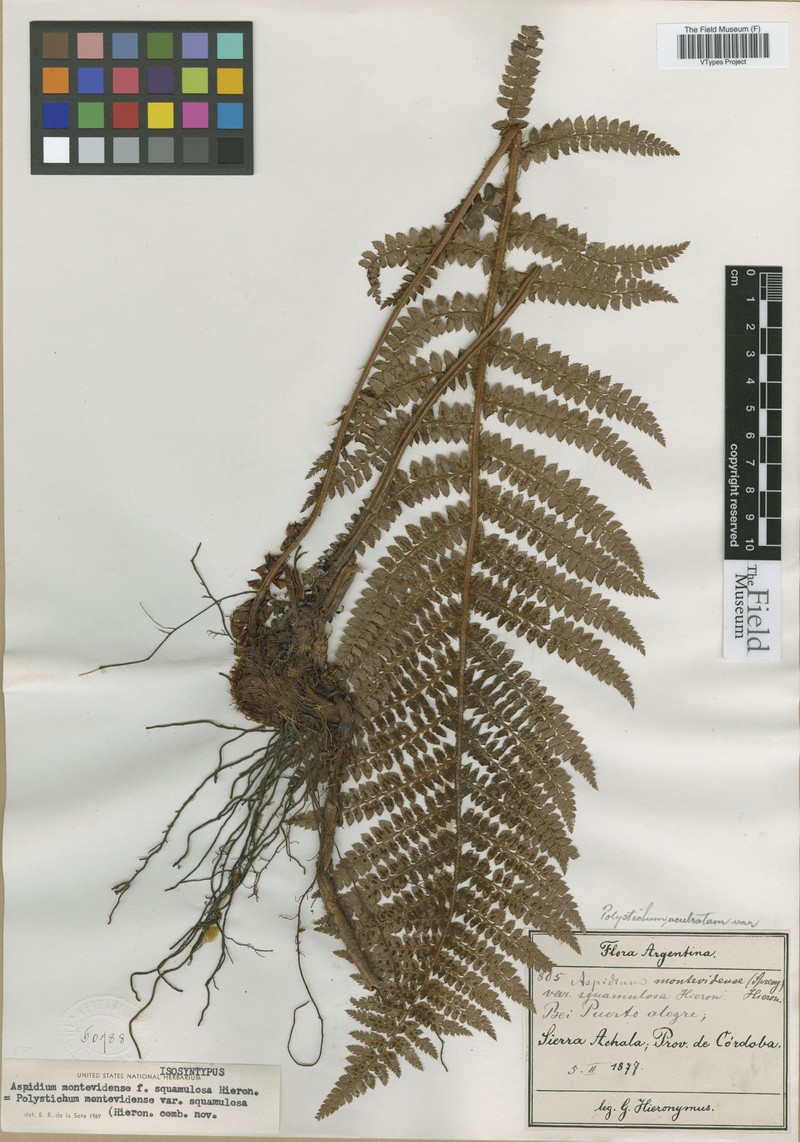 Polystichum montevidense var. squamulosa