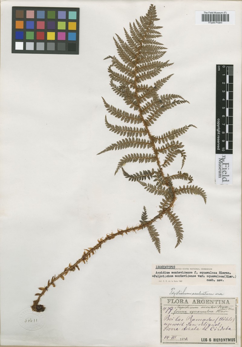 Polystichum montevidense var. squamulosa photo 2