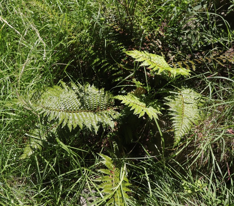Polystichum monticola