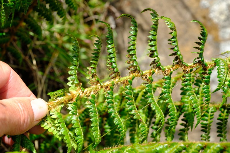 Polystichum monticola photo 2