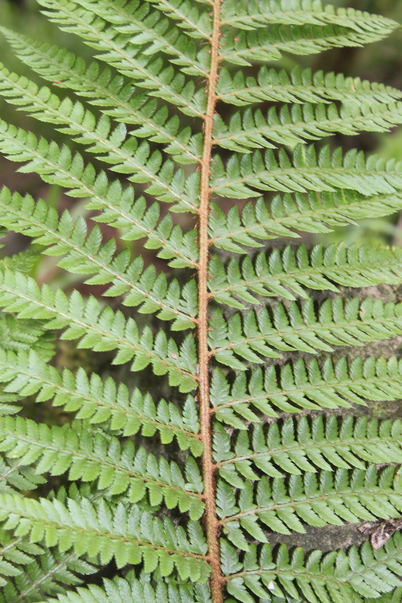 Polystichum monticola photo 3