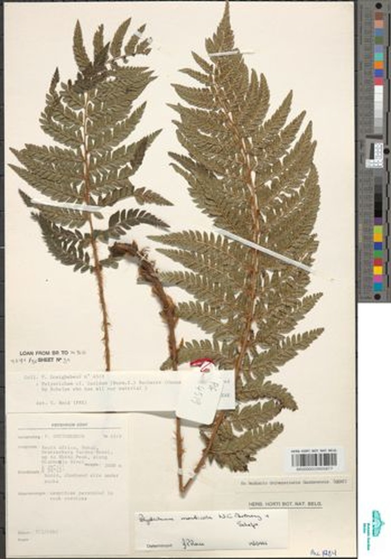 Polystichum monticola photo 4