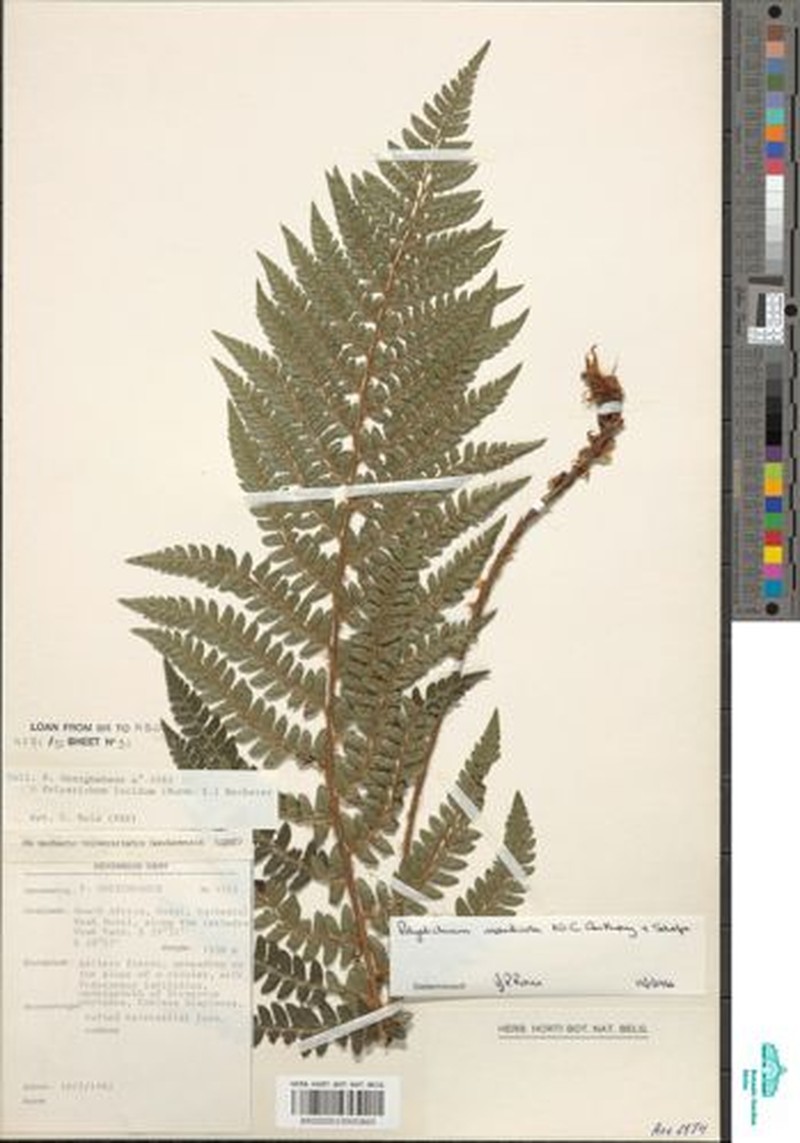 Polystichum monticola photo 5