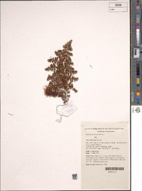 Polystichum moorei