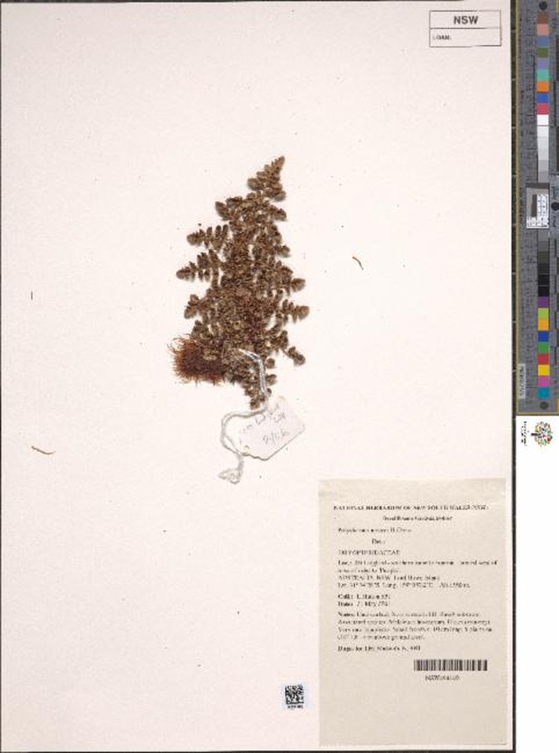 Polystichum moorei