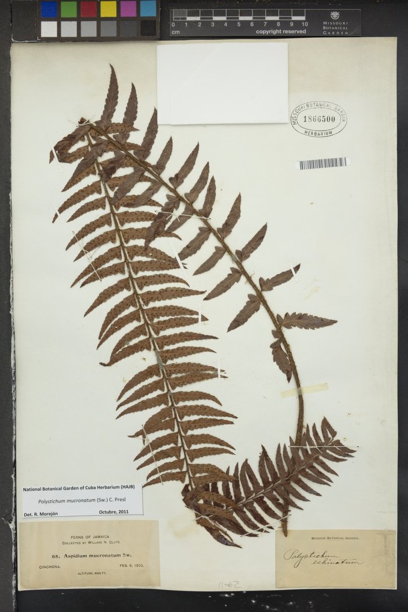 Polystichum mucronatum