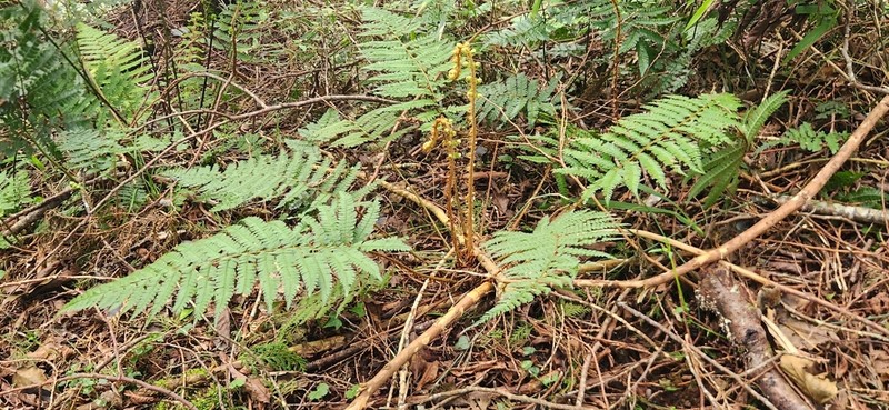 Polystichum mucronifolium