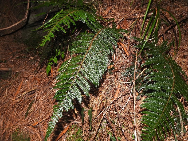 Polystichum mucronifolium photo 2