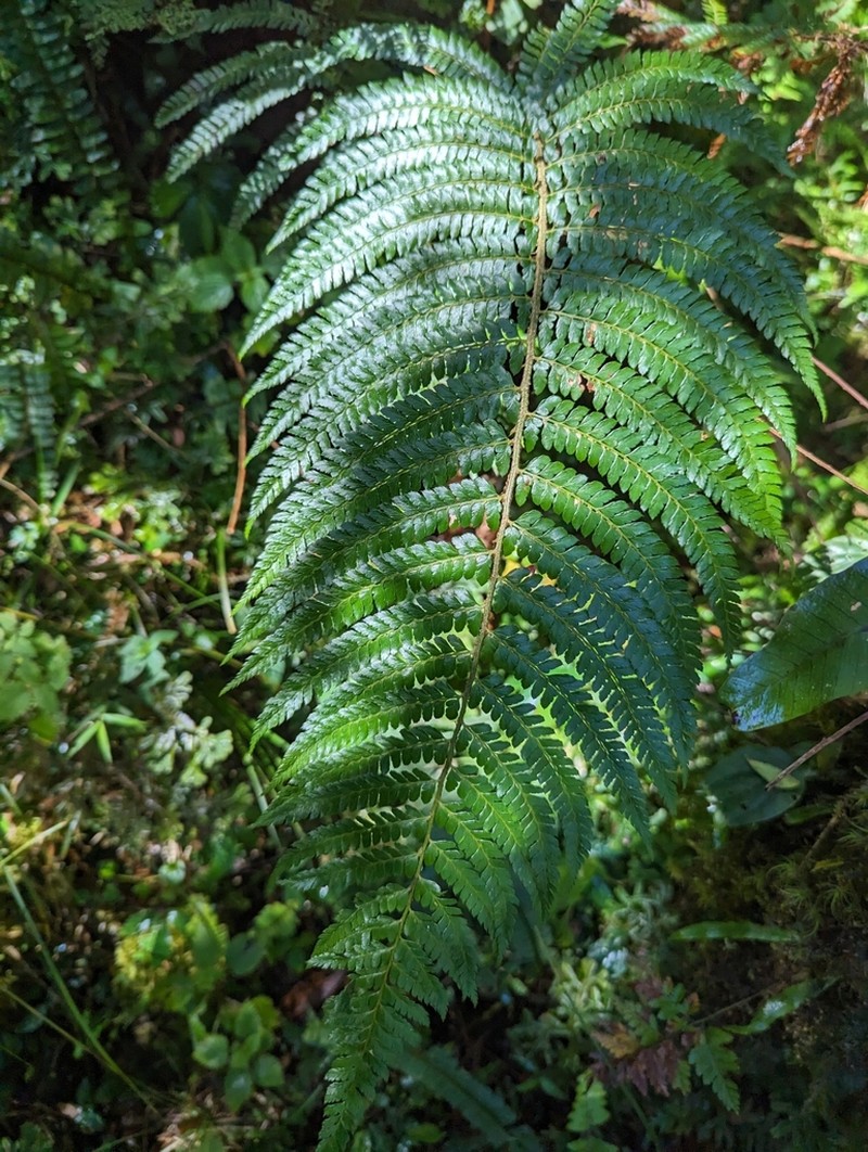 Polystichum mucronifolium photo 3
