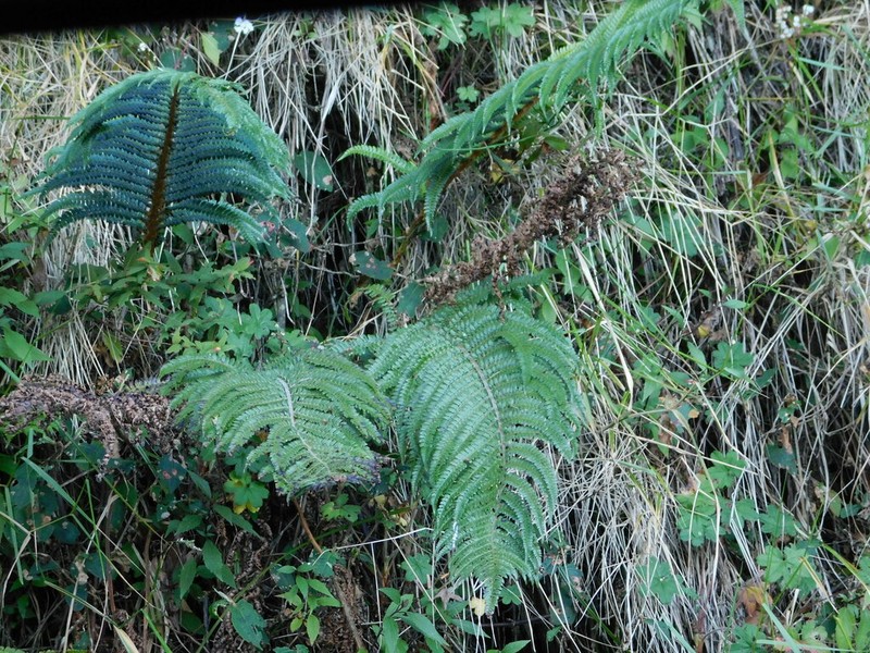 Polystichum mucronifolium photo 4