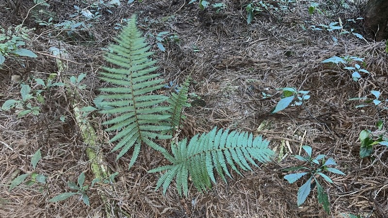 Polystichum mucronifolium photo 5