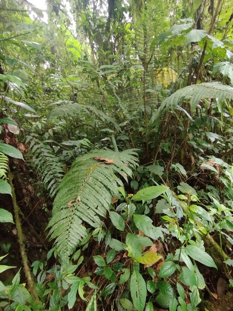 Polystichum mucronifolium photo 6