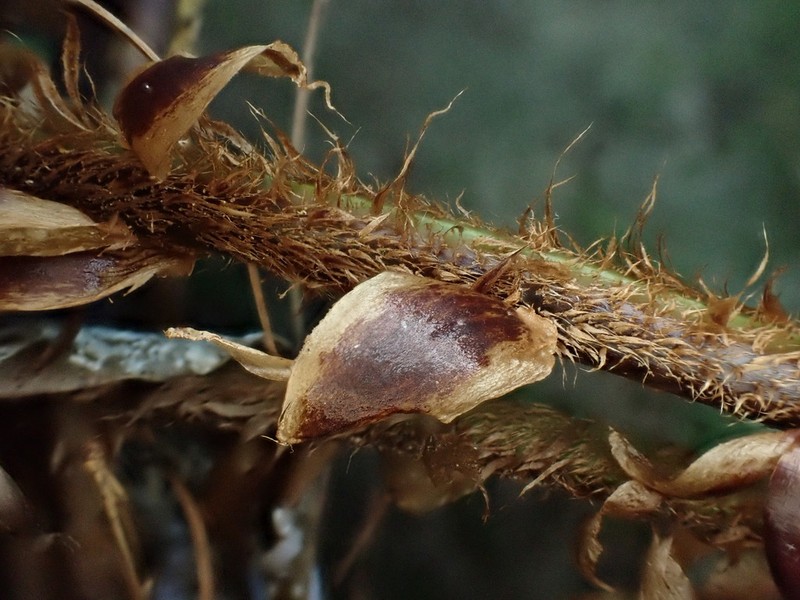 Polystichum mucronifolium photo 7