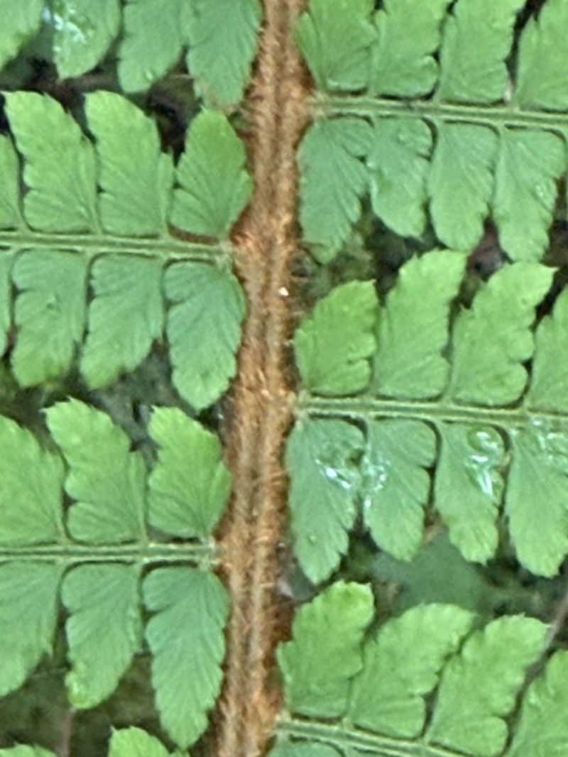 Polystichum mucronifolium photo 8